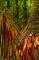 Arenal Rainforest Color print