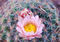 Ball Cactus Flower print