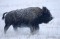 Bison Runing in Snow print