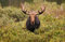 Bull Moose Portrait print