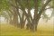 Cottonwoods and Fog print