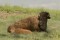 Bison Cow and Calf Resting print