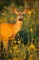 Mule Deer Doe in Sunflowers print