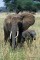 African Elephant Female and Calf print