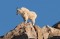 Jumping Mountain Goat Kid print