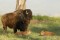 Bison Cow Licking Calf print