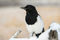 Magpie Portrait print