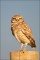 Male Burrowing Owl Portrait print