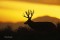 Mule Deer Silhouette at Sunset print