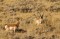 Pronghorn Buck and Doe print
