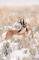 Pronghorn Buck in Snow print