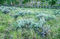 Sage and Aspen print