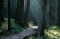 Sunlight on Trail of the Cedars print