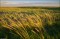 Windblown Prairie Grasses print