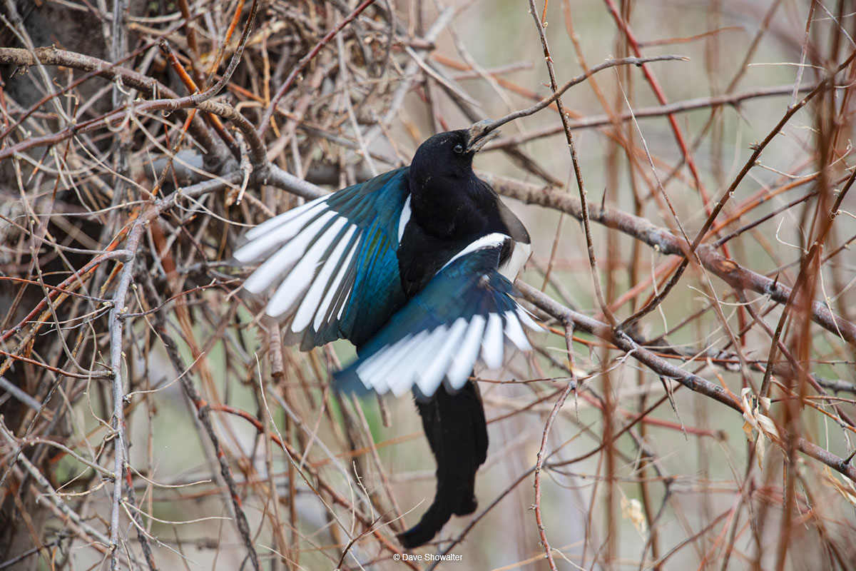 A black-billed magpie delivers a stick for nest construction in spring of 2020. I watched the pair work tirelessly for weeks...