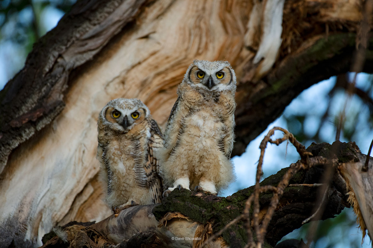 We watched these juvenile Great horned owls in a high nest at the top of a poplar tree, gradually becoming more visible and precocious...