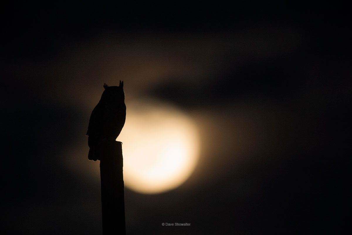 Great horned owls hunt an equestrian park within walking distance from home, and on a full moon night, this GHO lined up with...