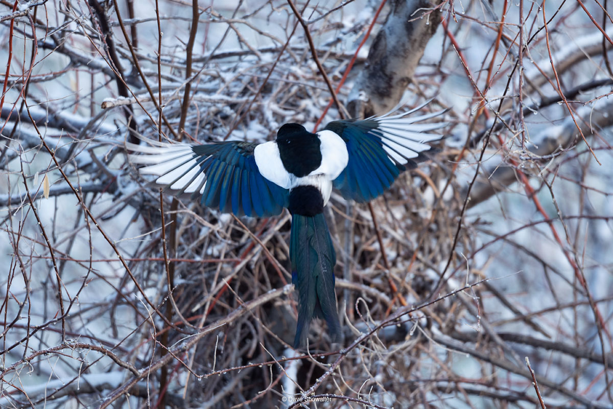 Close to home during the Covid19 crisis, I found this black-billed magpie nest site along a canal, bordering an equestrian area...