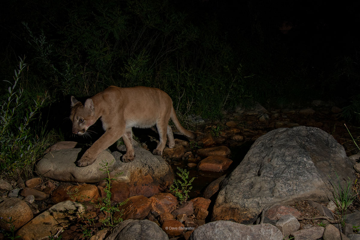 Just on the very edges of suburbia where prairie slams into the Rocky Mountain foothills, a mountain lion travels a dry creek...