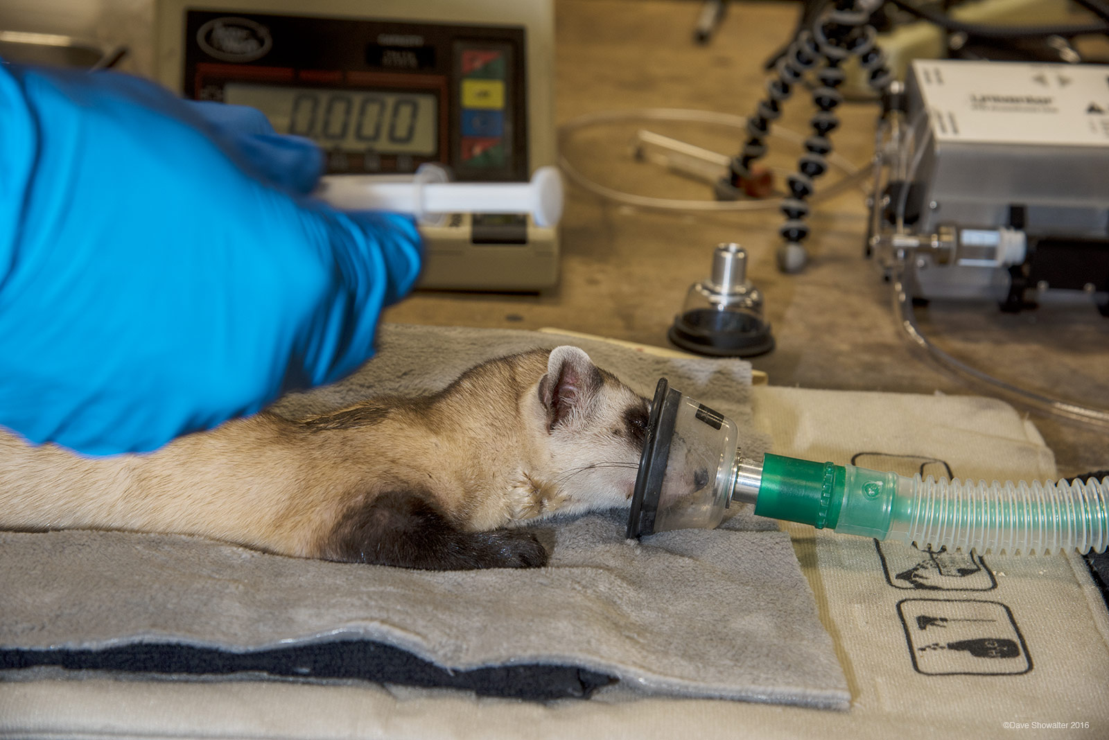 Black-footed ferrets, our most endangered mammal, are vulnerable to sylvatic plague, rabies, and a host of other diseases that...