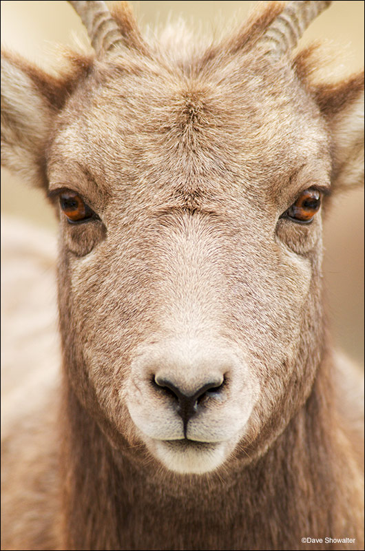 I was focused on bighorn rams during the autumn rut when this juvenile approached me and looked straight into my lens. Ovis canadensis...