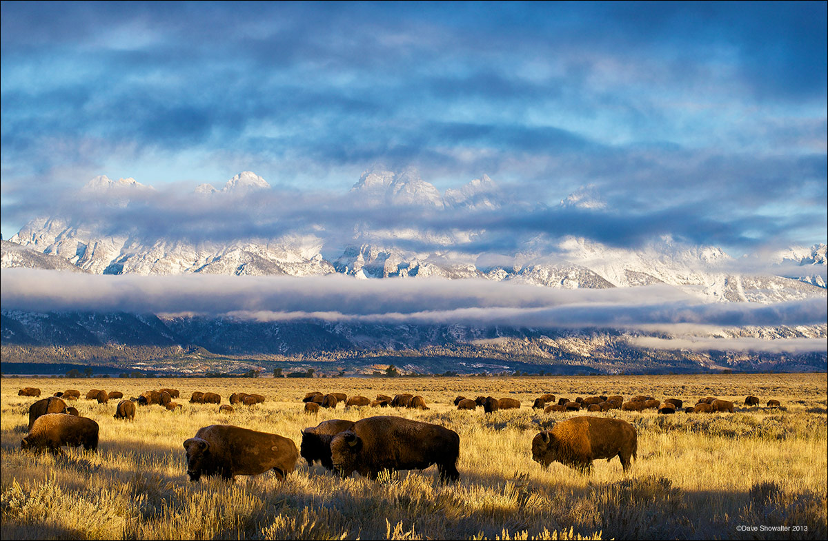 American Bison graze on Antelope Flats in Grand Teton National Park. The iconic Grand Teton backdrop is partially obscured in...