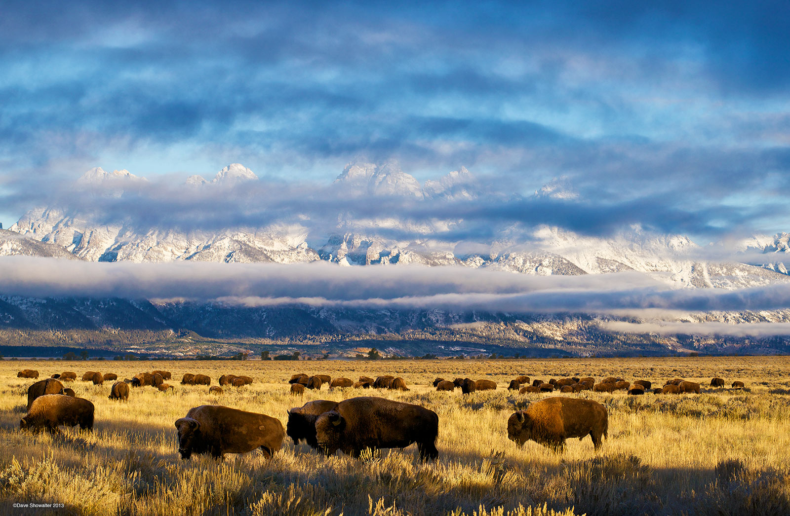 Bison graze on Antelope Flats golden autumn grass backed by the partially hidden Teton Range. In early October, wildlife prepare...