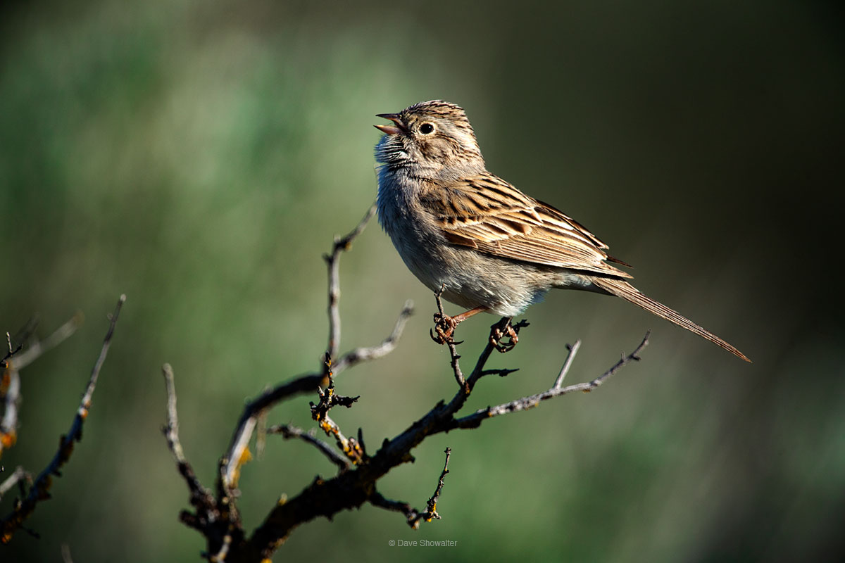 A Brewer's sparrow sings his beautiful melody from a sagebrush top during breeding season in eastern Washington state. Brewer...