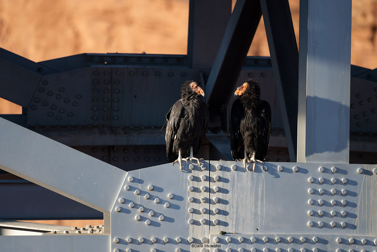 A pair of Endangered California condors warm in the early morning autumn sun on Navajo Bridge over the Colorado River. Condors...