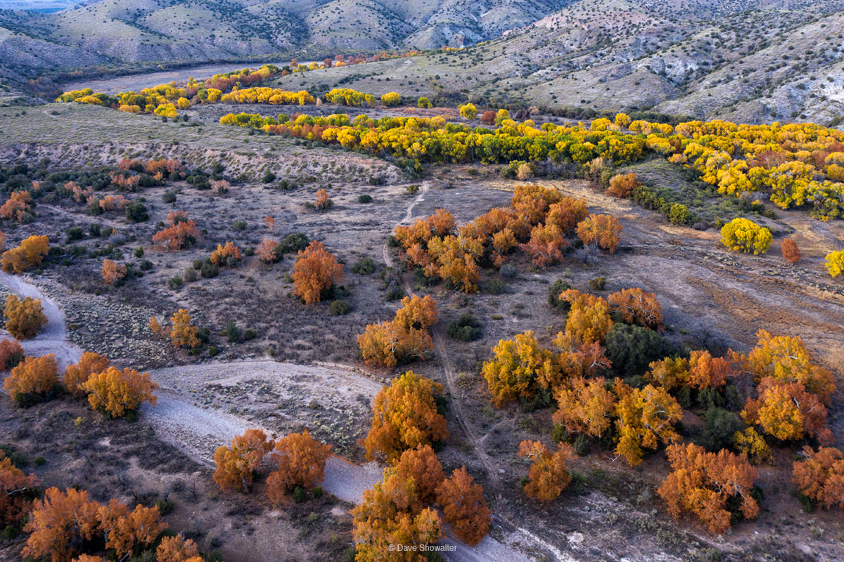 The Gila River in gold and Mogollon Creek foreground, flow from the Mogollon Mountains at the peak of autumn color, November...