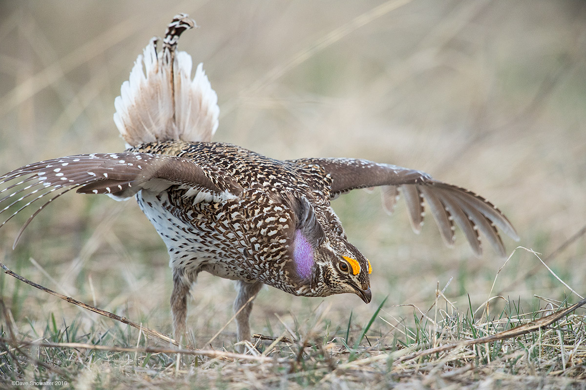 A whirling, chattering. foot-stomping Columbian sharp-tailed grouse displays for a nearby female on a lek (mating ground) in...