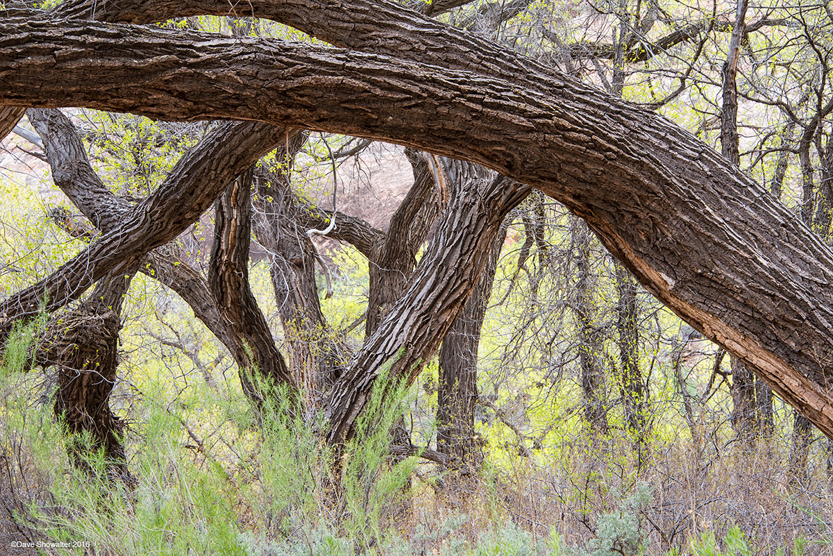 In Grand Gulch, cottonwood gallery forests seem almost as ancient as the eroded stone, petroglyphs, and stone dwelling left by...