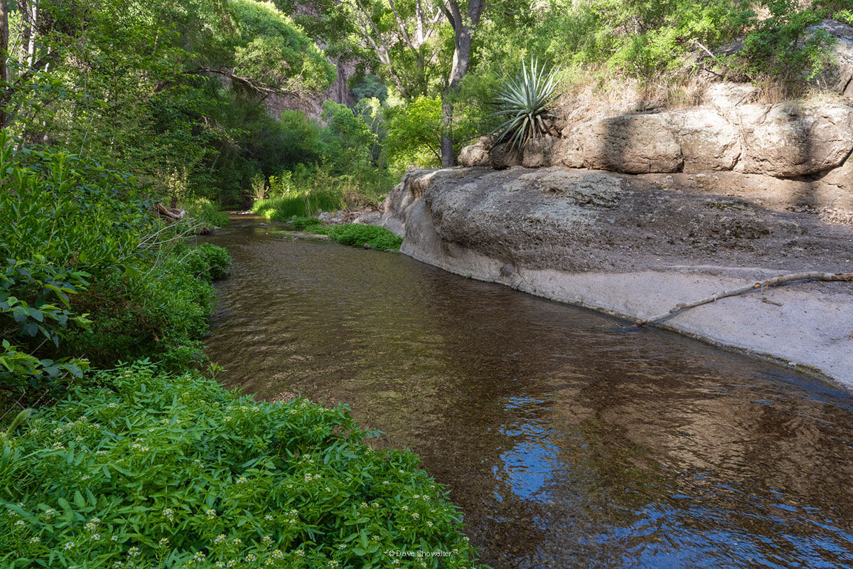 Aravaipa Green Aravaipa Canyon Creek flows through lush riparian wilderness habitat in the Sonoran Desert. Flowing water and dense woody vegetation...
