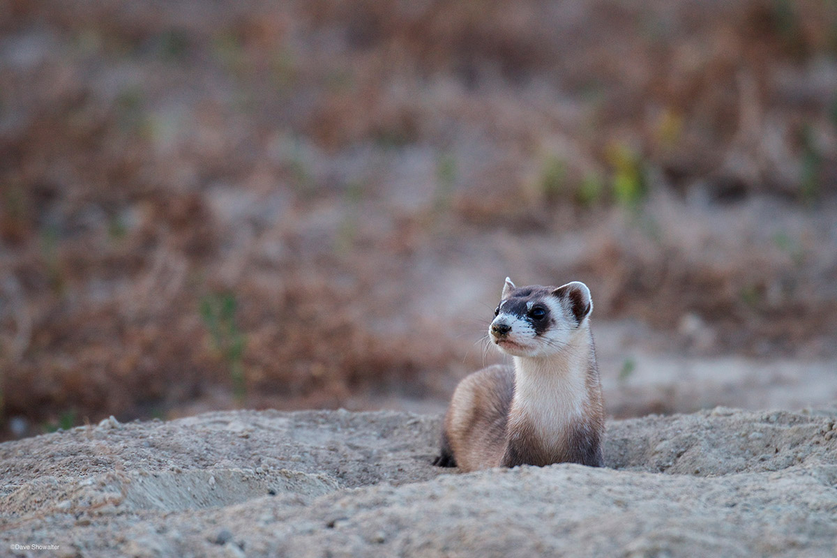 An endangered black-footed ferret looks out from a black-tailed prairie dog burrow. Black-footed ferrets, once thought to be...