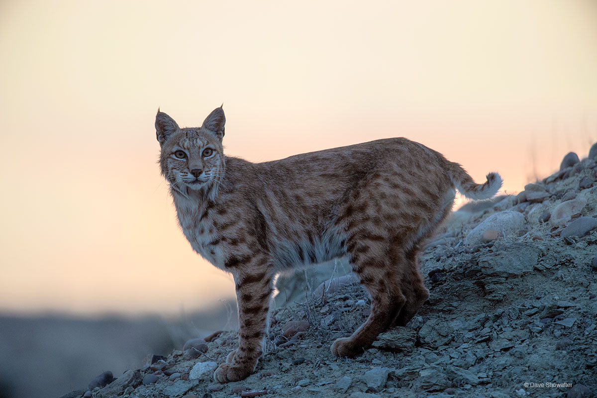 Backed by the setting sun, a female bobcat roams her territory on a bluff over the Green River, her young kittens most likely...