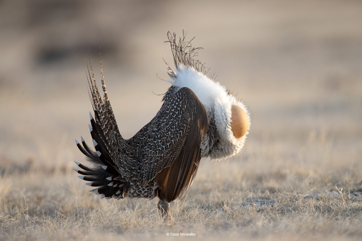 A Greater Sage-grouse male appears to lose his head while dislpaying for a chance to mate. The sound of air sacs popping and...