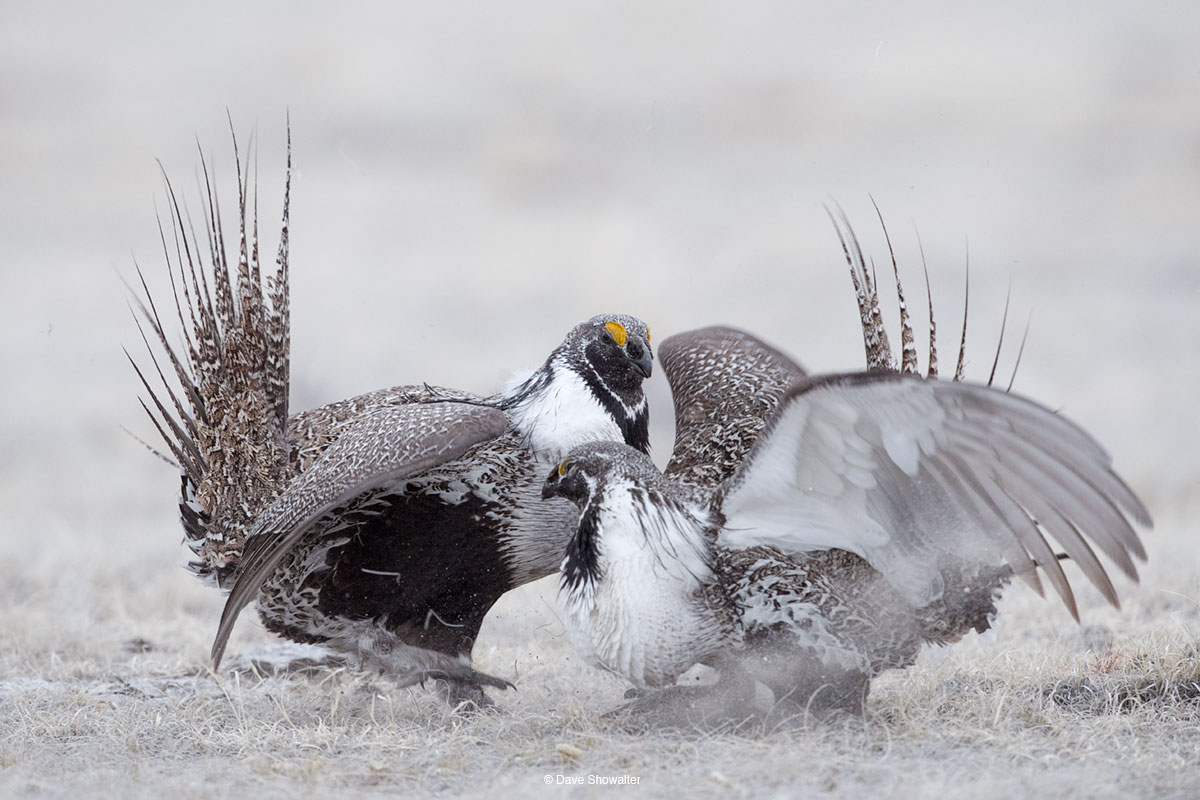 Greater Sage-grouse males fight for a chance to mate. These rapid fights, with wings flapping loudly rarely result in injury...