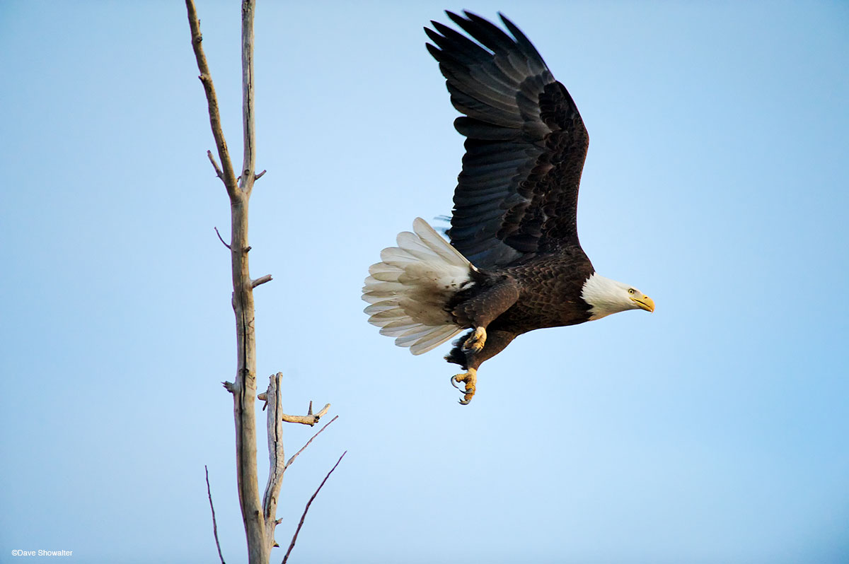 While standing on the edge of a cottonwood gallery forest waiting for bald&nbsp;eagles returning to roost, this bald eagle landed...