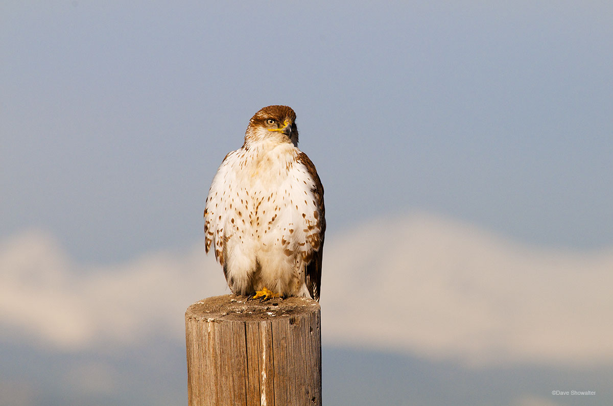 At 23" tall, ferruginous hawks are our largest hawk with a preference for open prairie. After spending breeding season in the...