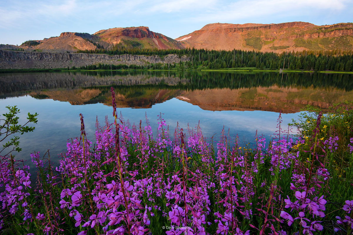 Late summer fireweed blooms in rich magentas at the edge of Wall Lake as sunrise lights the Flattops. This 235,000 acre "Cradle...