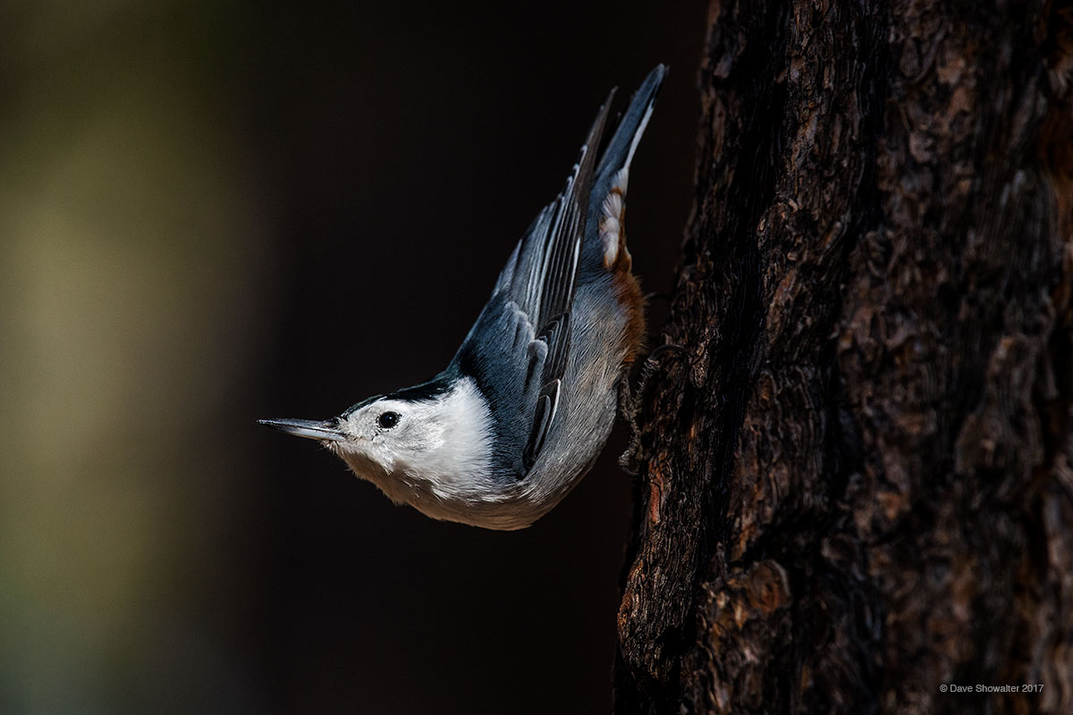 White breasted nuthatches are common in the ponderosa forests of the Kaibab Plateau, plucking insects from grooves in the tree...