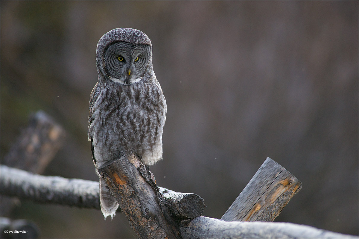 A great gray owl hunts from a ranch fence in Jackson Hole. Although considered uncommon, great grays can be spotted anytime of...