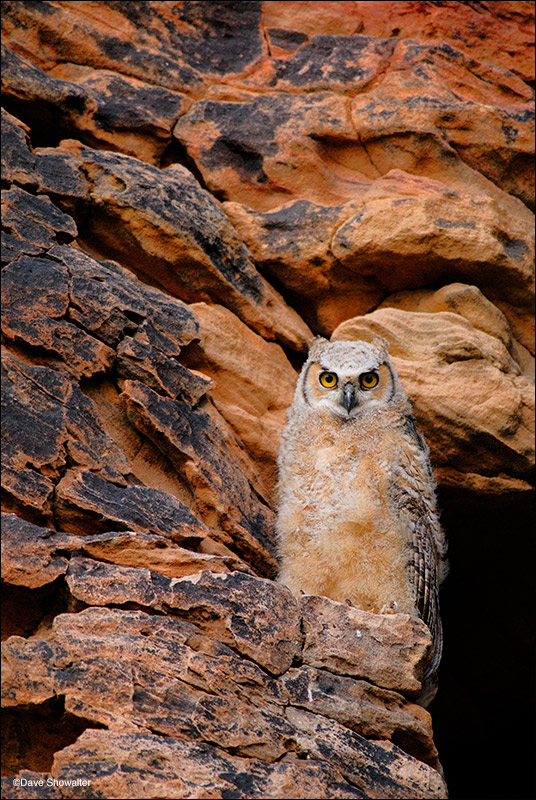 This great horned owl fledgling is the last to leave the nest for the season and will fledge within a day or two. Picture Canyon...