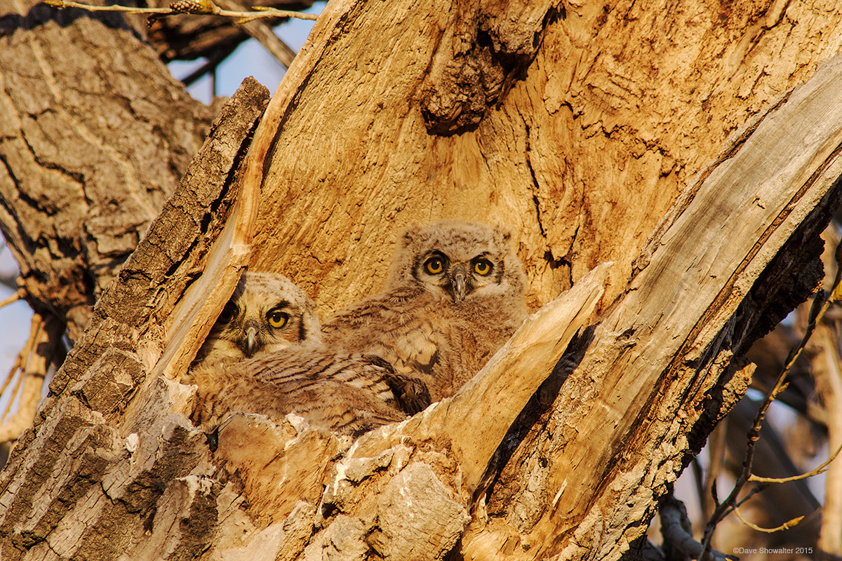 Great horned owl young are tucked in their nest site in a broken cottonwood tree. Although it looked exposed, the nest remained...