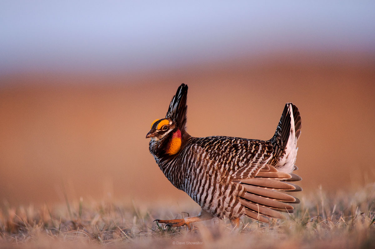 As dawn light paints the grassland, a male Greater prairie chicken struts across the lek (mating ground) where he would display...