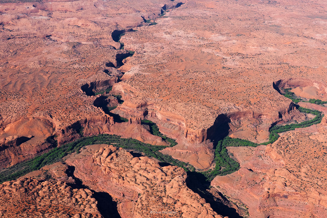Escalante Green Green cottonwoods - trees of life in the arid desert - line the Escalante River on its journey to meet the Colorado River in...