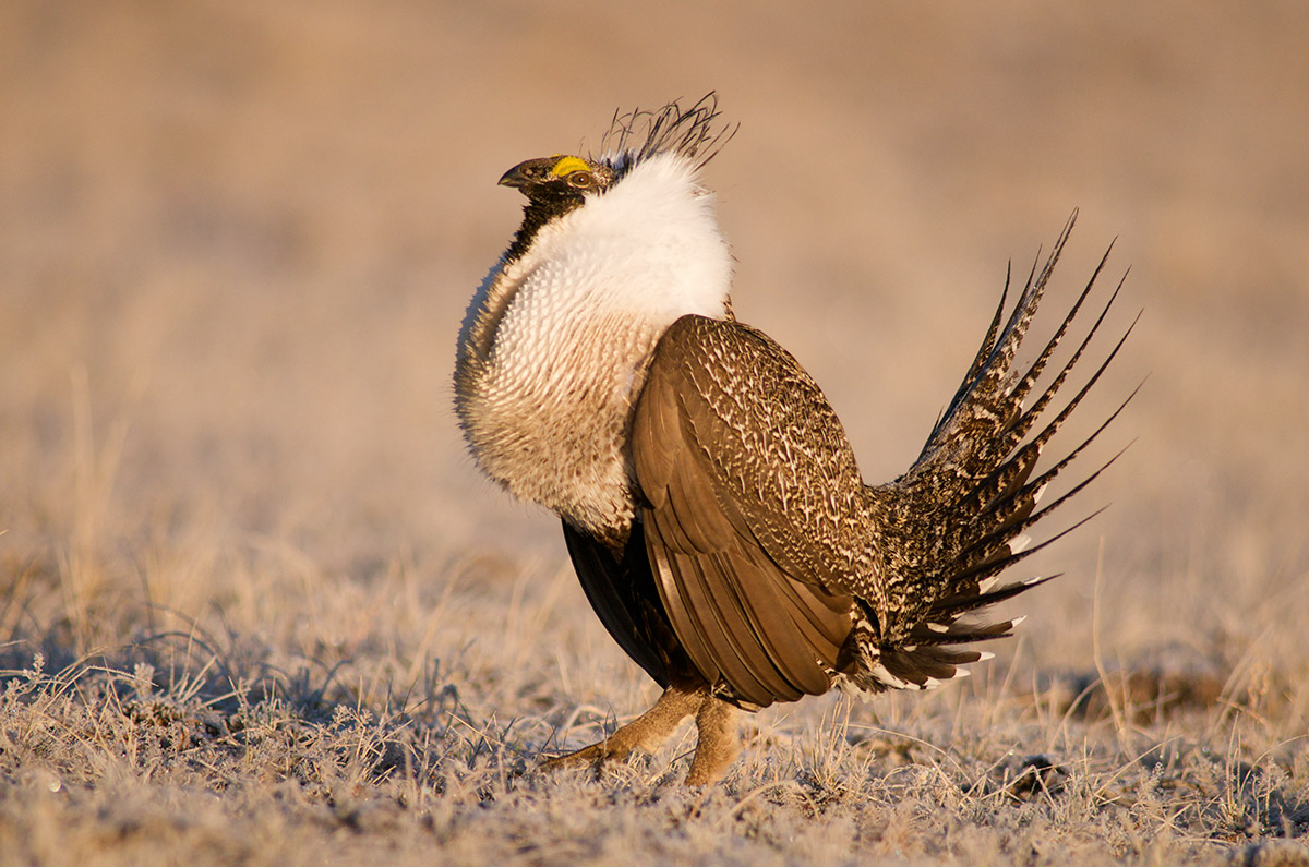 &nbsp;A Greater sage grouse male "struts", or displays for female attention on a lek in Wyoming's sagebrush country. The annual...