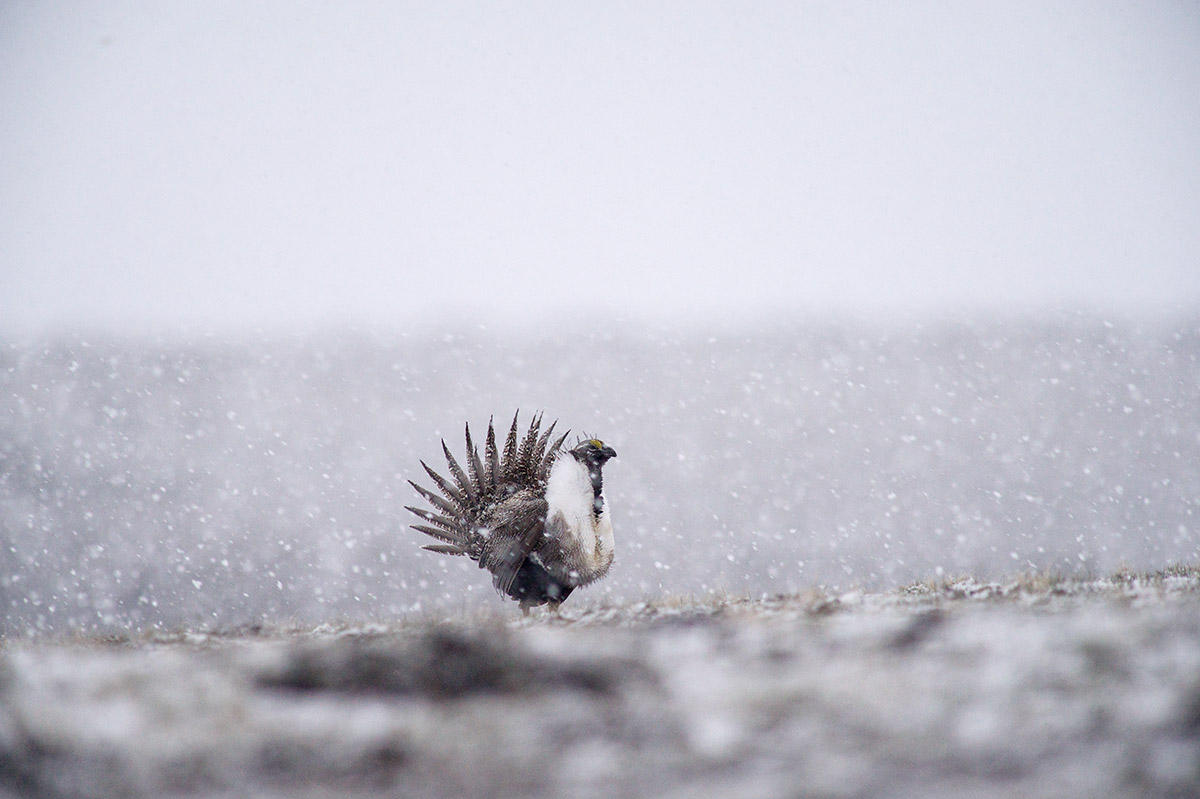 A Greater Sage-grouse displays for nearby females on a lek (mating ground) south of Pinedale, Wyoming. Sage-grouse perform their...