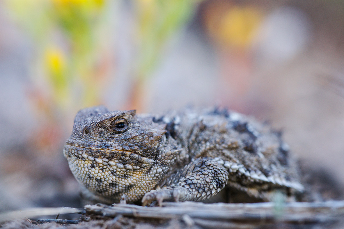 Greater short-horned lizards, also miscalled "horny toads" are native to the sagebrush ecosystem, living in semi-arid plains...