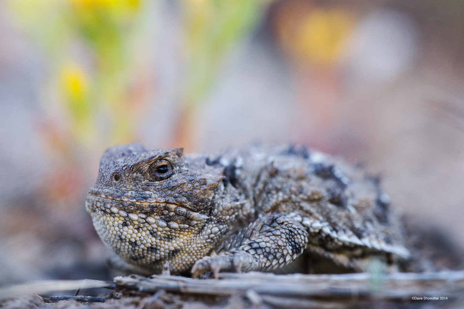 Greater short-horned lizards, also miscalled "horny toads" are native to the sagebrush ecosystem, living in semi-arid plains...